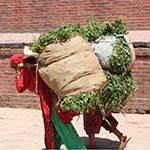Frauen tragen Lasten auf RÃ¼cken Nepal